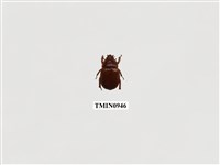 藏品(文龍角金龜)的圖片